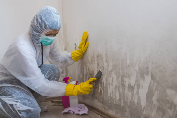 Best Toxic Mold Removal  in South Bound Brook, NJ