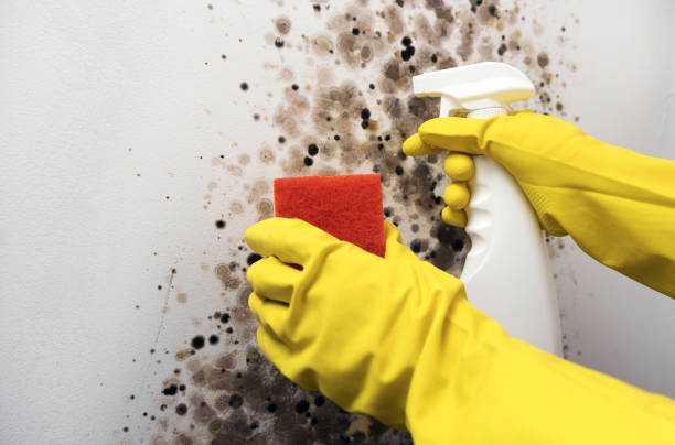 Best Residential Mold Removal  in South Bound Brook, NJ