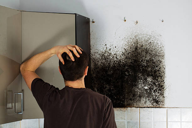 Best Commercial Mold Removal  in South Bound Brook, NJ
