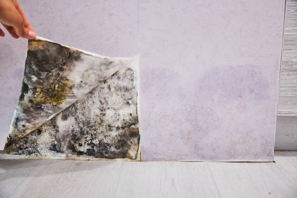Best Local Mold Removal Service  in South Bound Brook, NJ